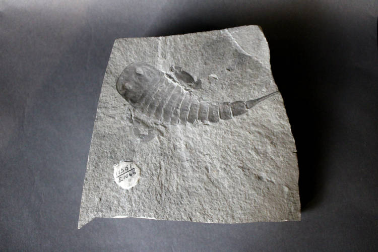 eurypterid