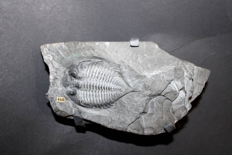trilobite