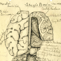 Allen G. Tripp MD Papers