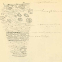 George N. Hemmer MD Papers