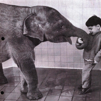 Utica Zoo Collection