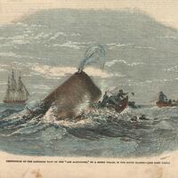 Destruction of the Larboard Boat of the "Ann Alexander," by a Sperm Whale, in the South Pacific