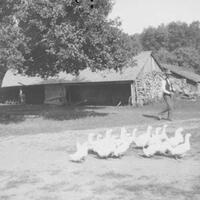 Harriet Martin Dey Photograph Collection