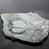 Trilobite fossil