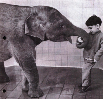 Utica Zoo Collection