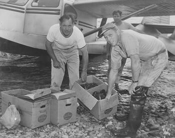 Perry B. Duryea Jr. unloading lobsters from a seaplane, date unknown.
