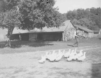 Harriet Martin Dey Photograph Collection