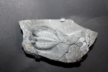 Trilobite fossil