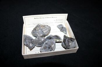 fossilized brachiopod