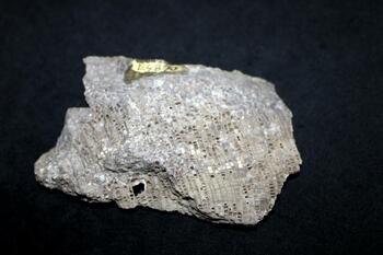 fossilized coral