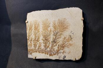 dendrites