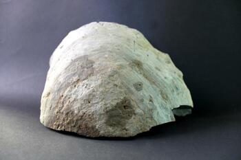 another specimen of Dunkirk shale