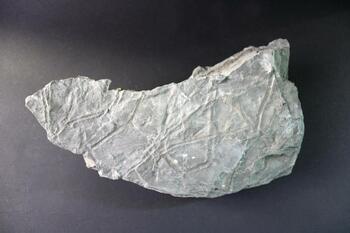 second specimen of Hanover shale