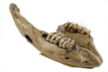 fossilized mastodon jaw